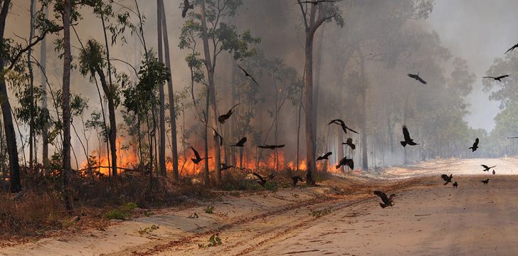 Three types of Australian birds deliberately spread wildfires.