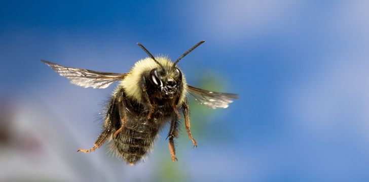 Bees can fly higher than Mount Everest!