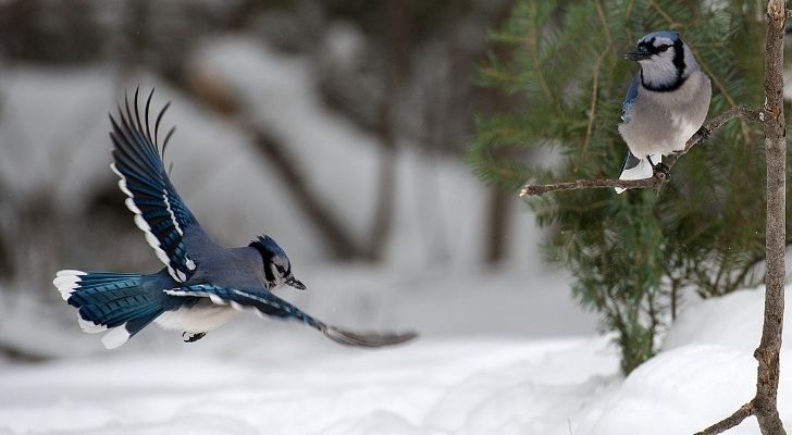 A Blue jay bird flying