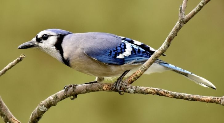 Blue jay birds were significant to native Americans