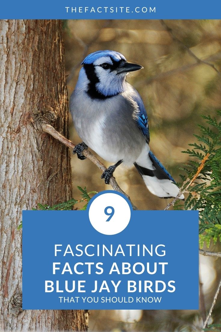 9 Fascinating Facts About Blue Jay Birds