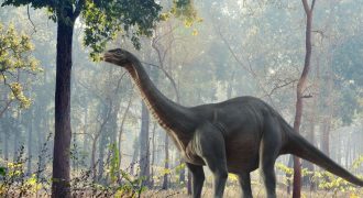 Facts about the Brontosaurus dinosaur