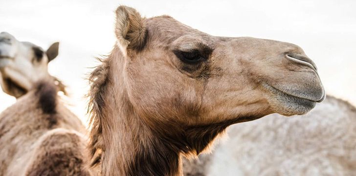 Camels don’t actually store water in their humps.