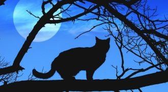 Why are black cats associated with halloween?