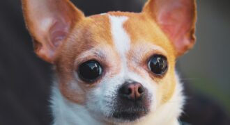 10 Chill Facts About Chihuahuas