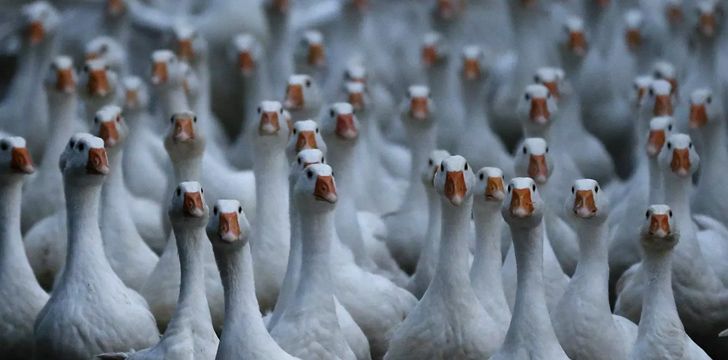 In China, the police use geese as sentries.