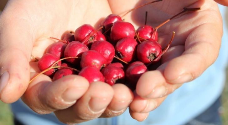 Someone holding a handful of bright cranberries