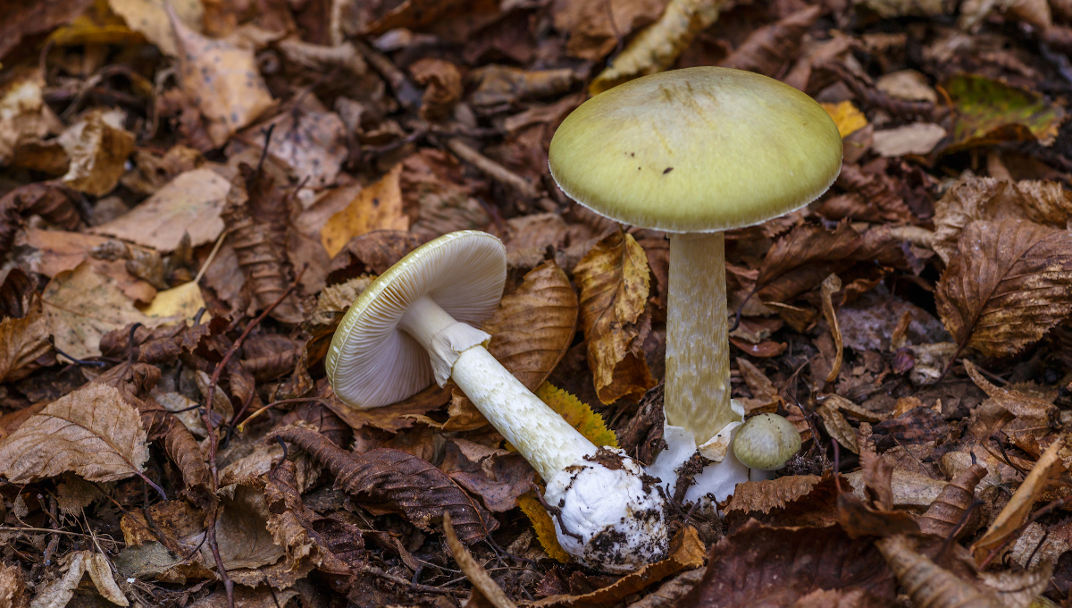 death cap mushrooms