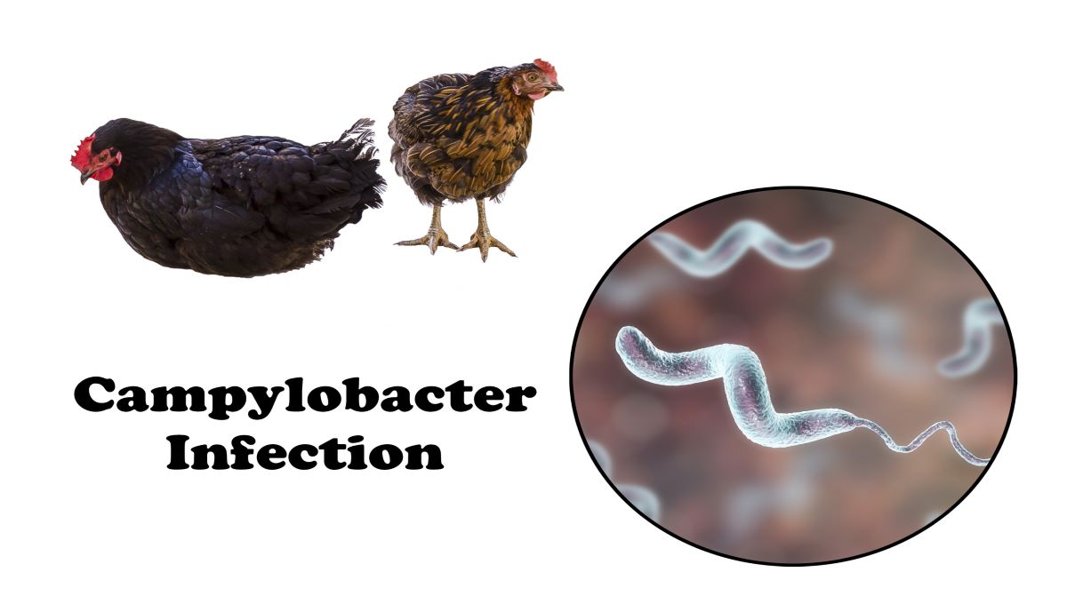dreamstime_campylobacter chicken poultry