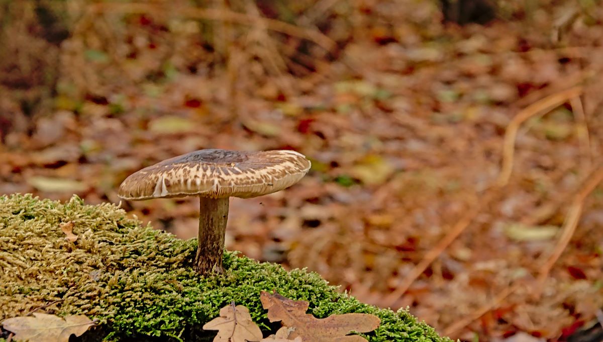 dreamstime_Lepiota brunneoincarnata wild mushroom