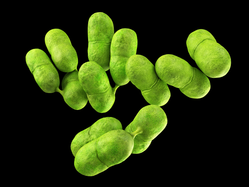 medical bacteria illustration of the listeria