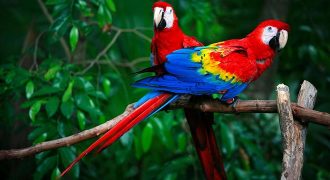 Colorful Facts About Parrots