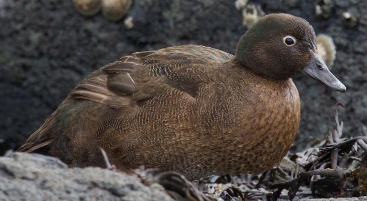 The Aukland teal looks very much like a duck