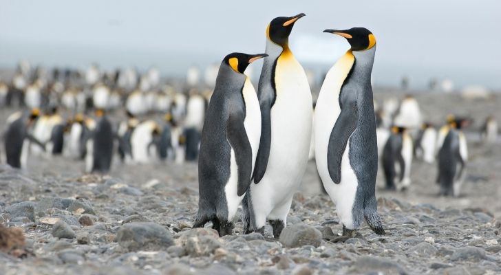 A large group of penguins