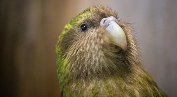 The kakapo is the only flightless parrot