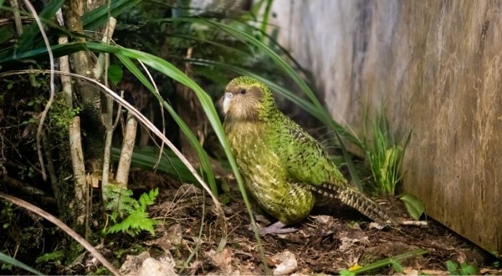 A little green kakapo bird
