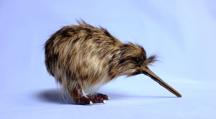 A small brown kiwi bird with shaggy hair