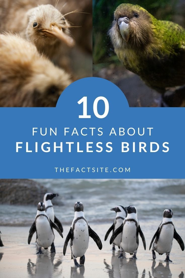 10 Fun Facts About Flightless Birds