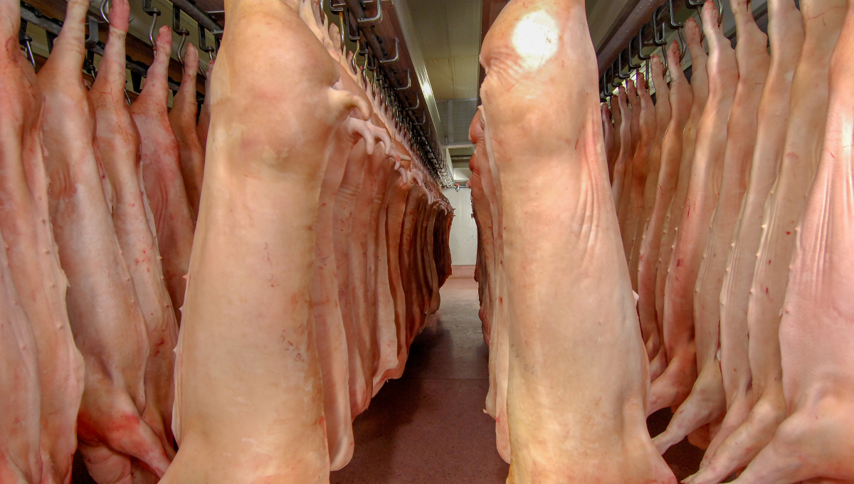 hog line slaughter inspection