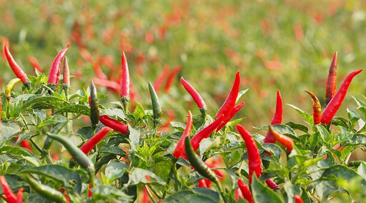 India produces, consumes, and exports the most chili peppers in the world.