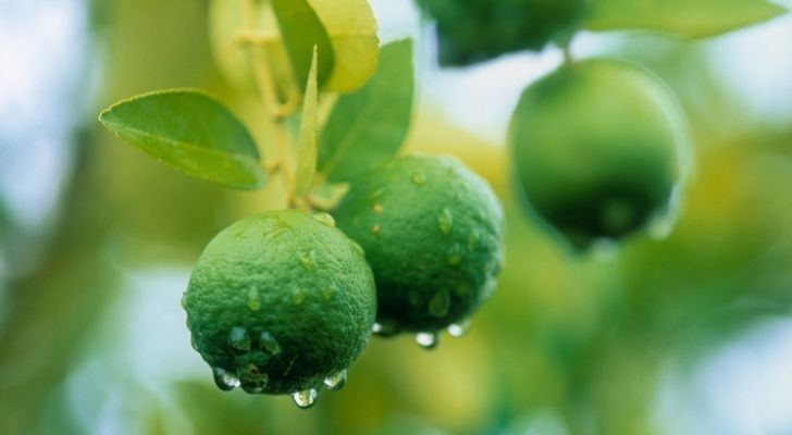 Hanging limes in a lime tree