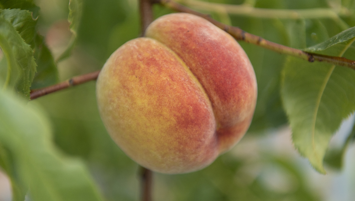 peach stone fruit