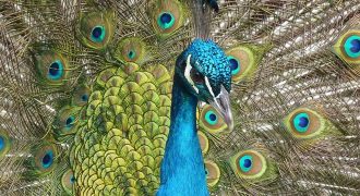 30 Fun Facts About Peacocks and Peafowl