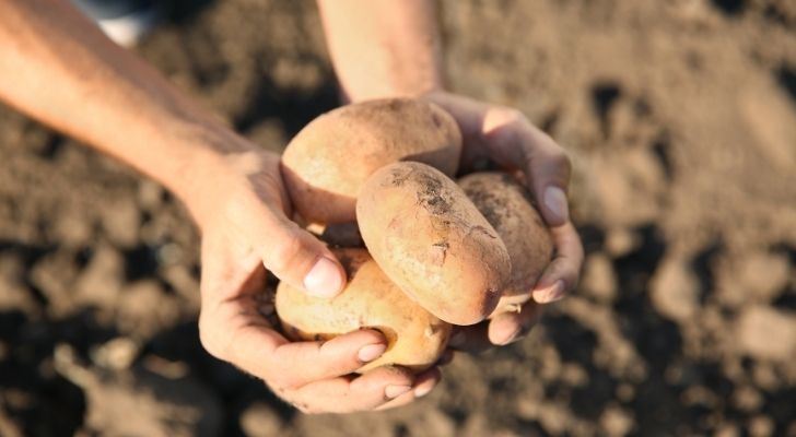 Four big potatoes being held in someones hands