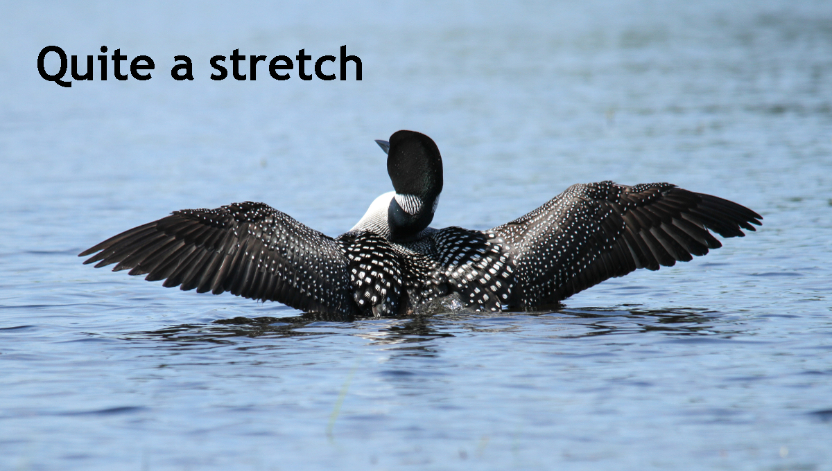 quite a stretch loon