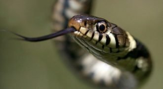 30 Facts About Snakes