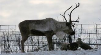 Facts About Reindeer