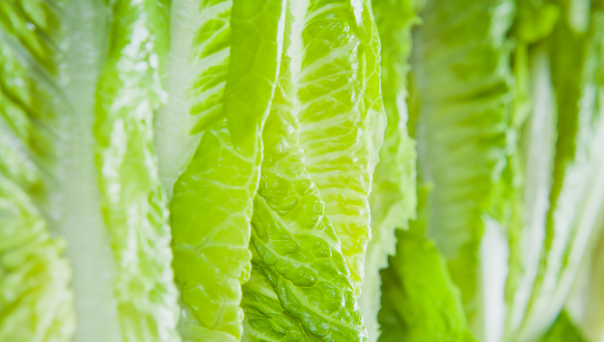 romaine lettuce leaves
