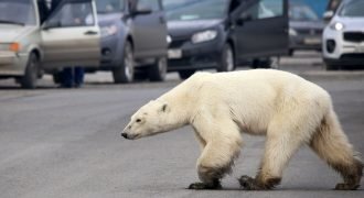 The 2019 Russian polar bear invasion