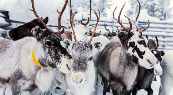 Lots of happy looking reindeer
