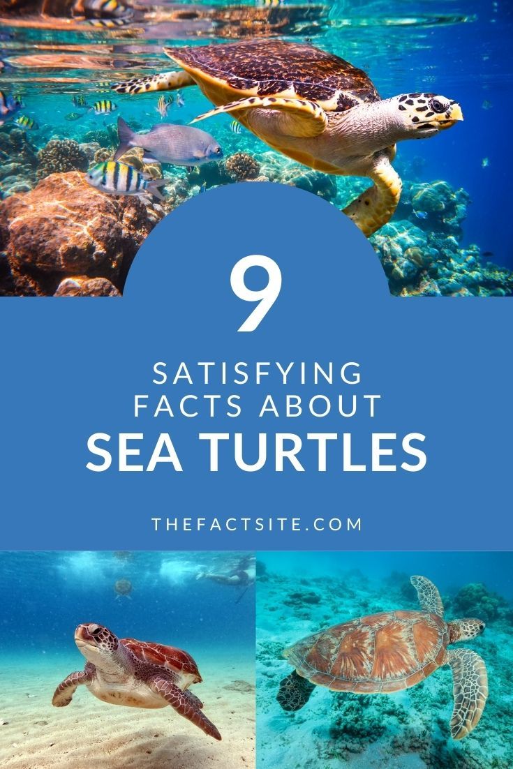 9 Satisfying Facts About The Sea Turtle