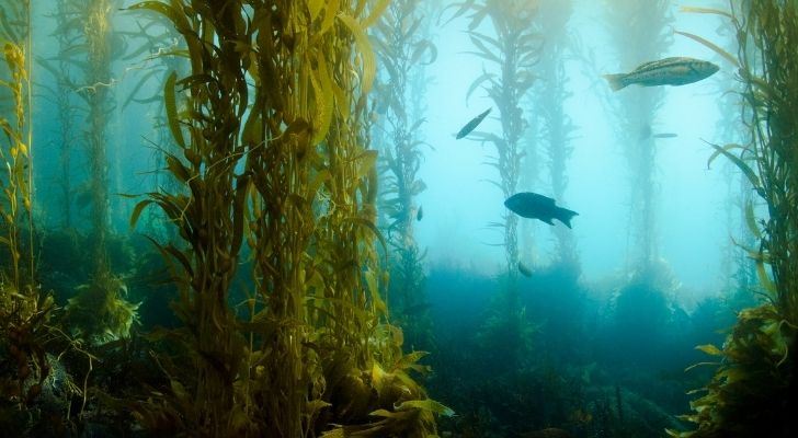 Kelp seaweed under the sea