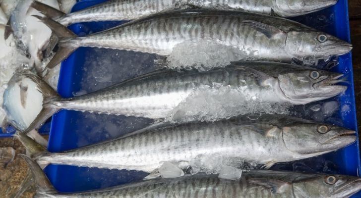 Five King mackerel fish on ice