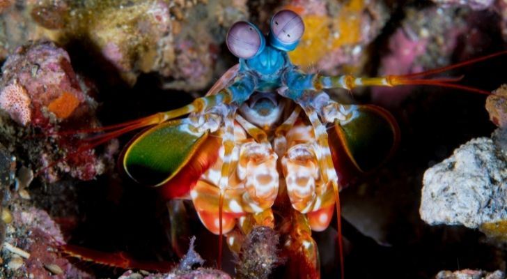 A brightly colored mantis shrimp