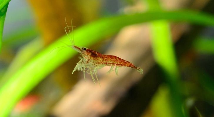 A tiny shrimp under the sea