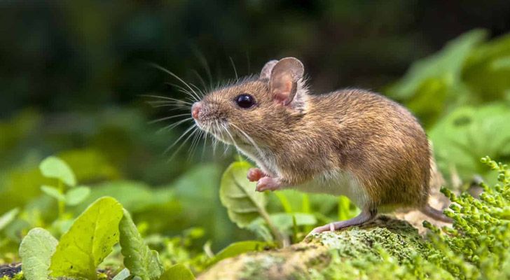 When mice live in the wild, they typically only live for about six months.