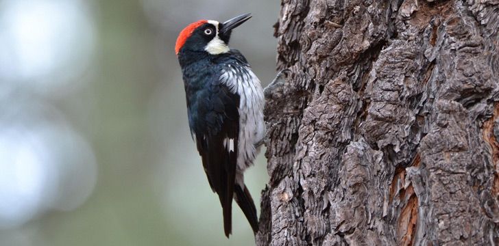 Woodpeckers eat brains when they get too hungry.