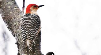 Wild Woodpecker Facts