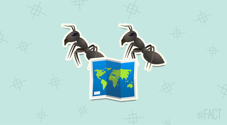 Ants leave maps for other ants when they walk.