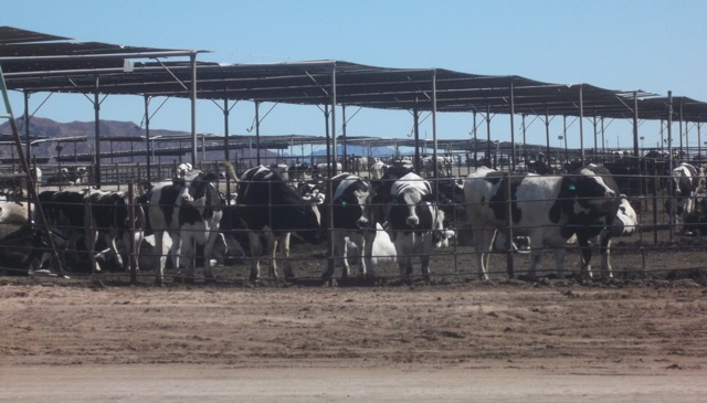 cattle feedlot CAFO Yuma area