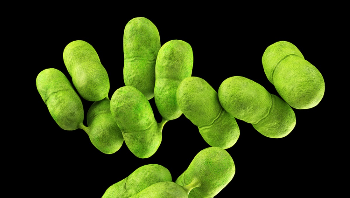 medical bacteria illustration of the listeria