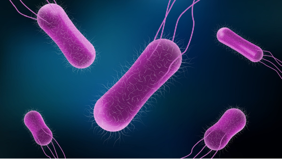 Vector illustration of Salmonella Bacteria for medicine concept