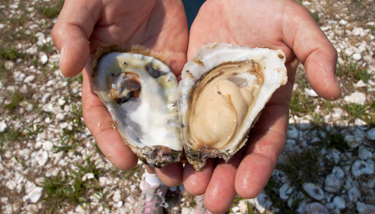 man holding raw oyster